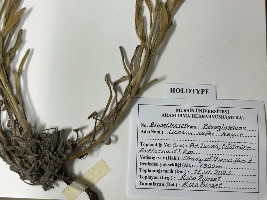 Türk bilim insanı yeni bir bitki türü keşfetti: Finlandiya kökenli dergide yayımlandı 4