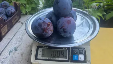 5 adeti 1 kilo geliyor: Tadı ve aromasıyla ilgi görüyor