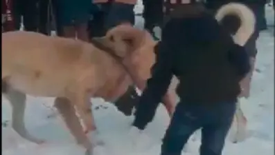 Konya'da köpek dövüştürüp bahis oynayan 28 kişiye para cezası