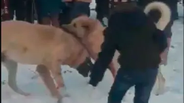 Konya'da köpek dövüştürüp bahis oynayan 28 kişiye para cezası