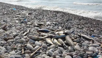 Mersin sahilindeki balık ölümlerine inceleme