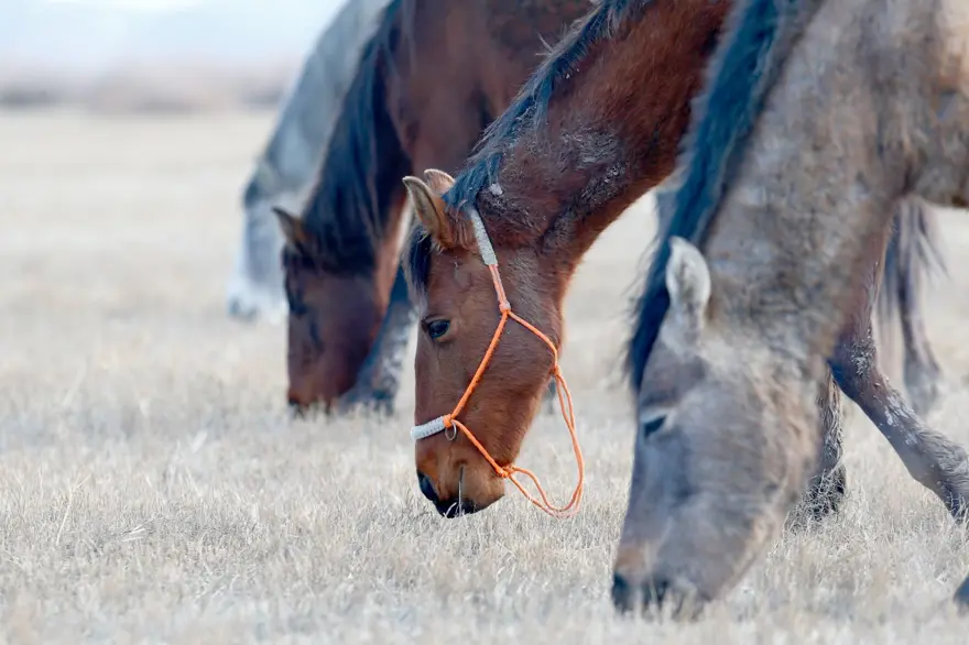 Sultan Sazlığı'na renk katan Yılkı atları kışın bölge halkınca besleniyor 11