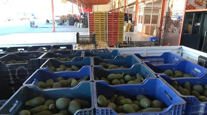 Tanesi 55, kilosu 200 lira: Bu yıl üreticinin yüzü güldü 3