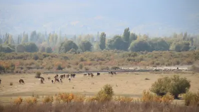 Tamamen kuruyan Akşehir Gölü'nün tabanında su bulundu