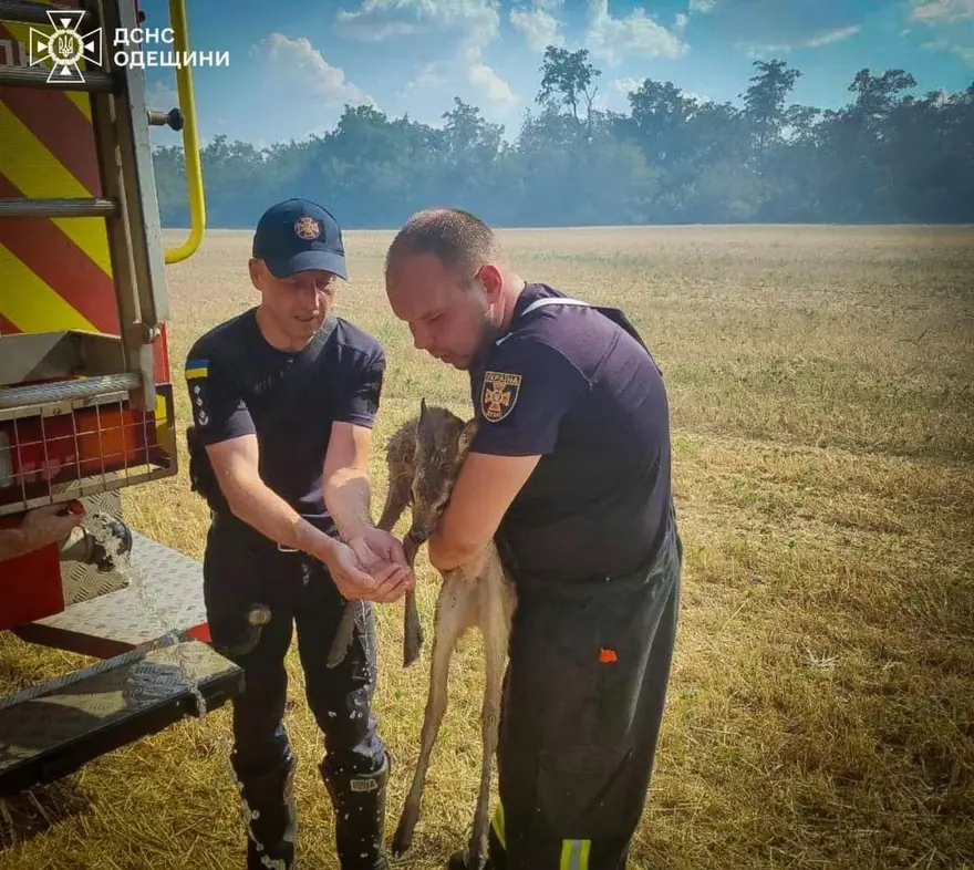 GEYİK KURTARILDI 2 GEYİK KURTARILDI 2