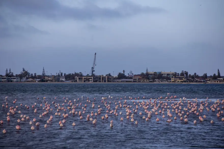 Afrika sahillerinde bir flamingo cenneti: Walvis Bay Lagünü 18