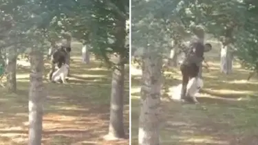 Parkta köpeğe sopalı işkenceye gözaltı