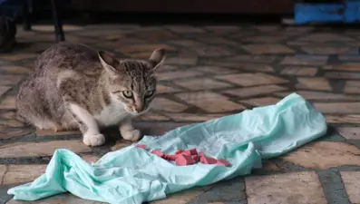 ''Psikopat'' isimli kedi, sanayinin maskotu oldu: ''Bunlardaki akıl kimsede yok''