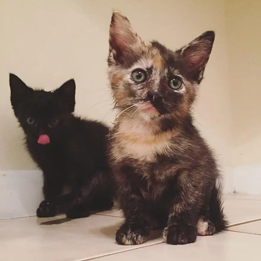 Hayatını kedileri kurtarmaya adadı 354