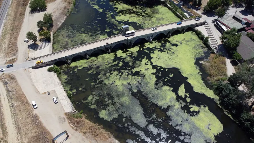 Debi düştü, Tunca Nehri yosunla kaplandı 15