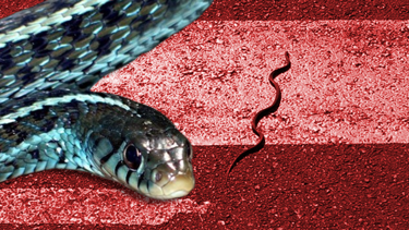 İstanbul'un üç ilçesi için uyarı: Boyu 2,5 metreyi buluyor, öldürmeyin