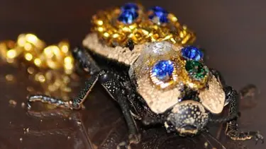 Taşlarla süslenen canlı böcekten broş