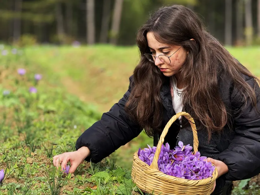 Dünyanın en pahalısı: Toplanıp tek tek ayıklanıyor, 1 kilosu 600 bin TL 7