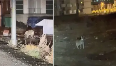 Şehir merkezinde kurt şaşkınlığı