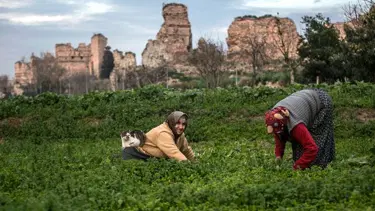 Tarihi Yedikule Bostanları planlara işlendi
