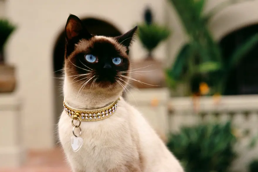 İnternetin yeni fenomenleri 115