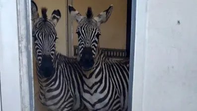 Sınırda durdurulan minibüsten 2 zebra, 6 maymun, antilop ve kuğu çıktı