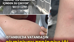 İstanbul'da "sivrisinek" tedirginliği