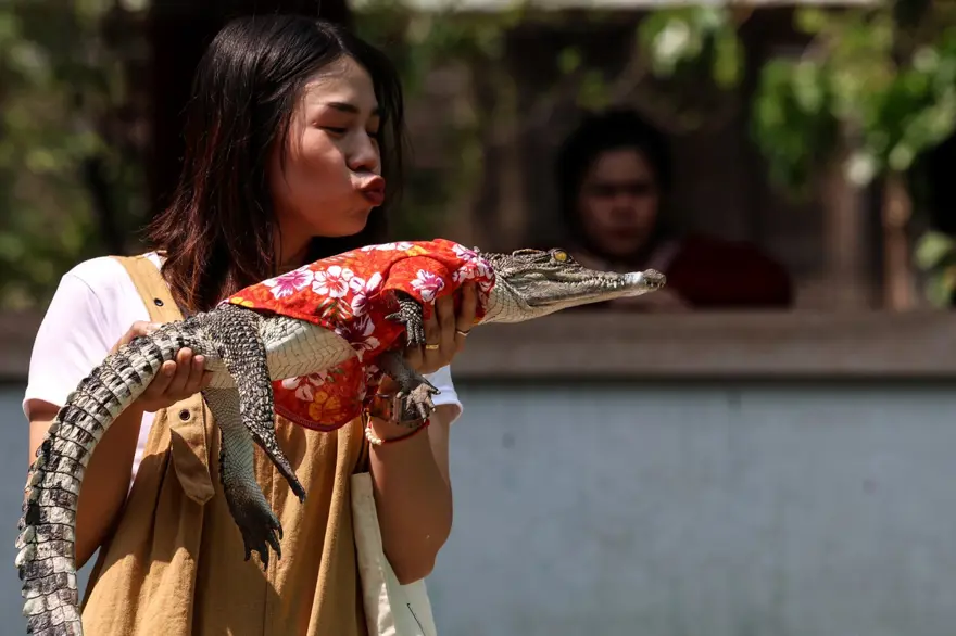 Tayland'da Timsah Çiftliği 3 yıl sonra yeniden açıldı​​​​​​​ 2
