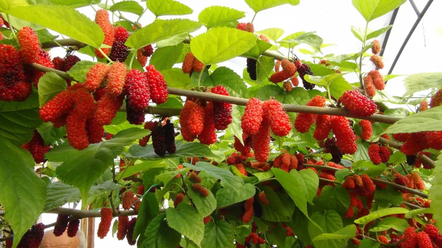 Bahçede kilosu 100 lira: Mersin'den dünyaya ihraç ediliyor 1