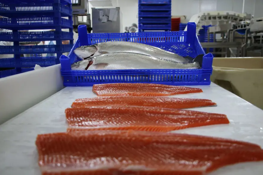 Elazığ'dan dünyaya Türk Somonu 15