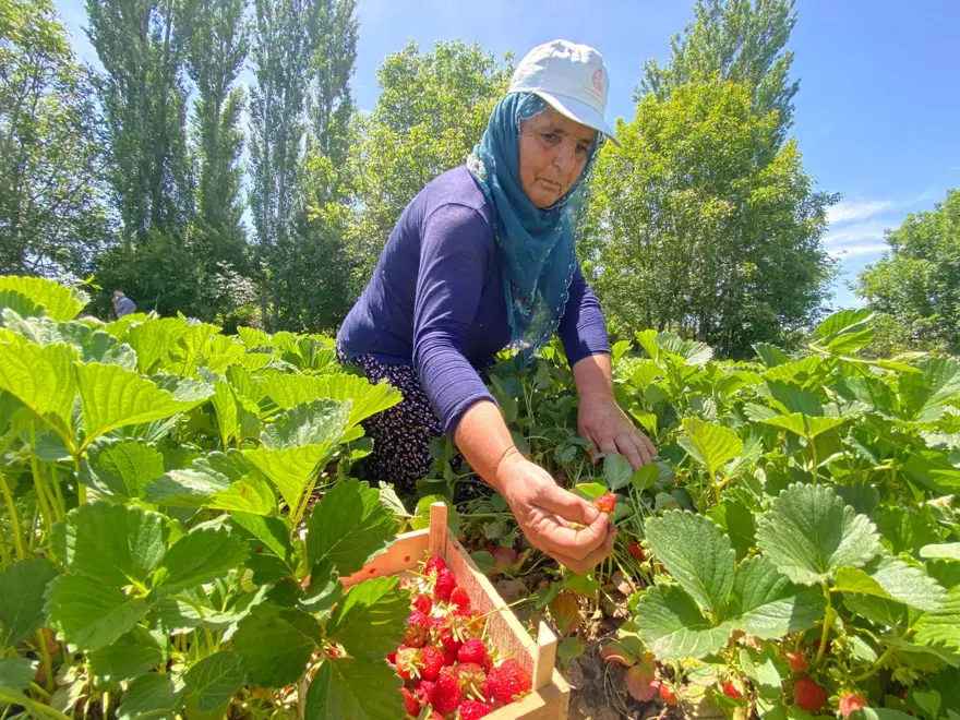 Aromasıyla dikkat çeken "Kuyulu" çileği: Kilosu 90 lira 