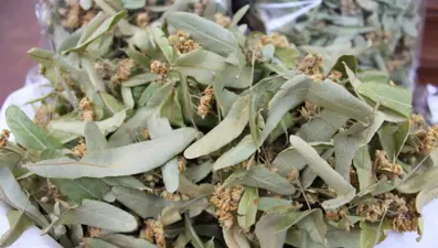 Gribe kalkan ıhlamurun kilosu 400 lira