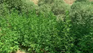 Bingöl’de uyuşturucuyla mücadele