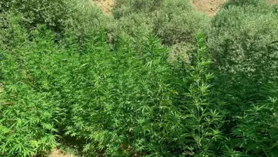 Bingöl’de uyuşturucuyla mücadele