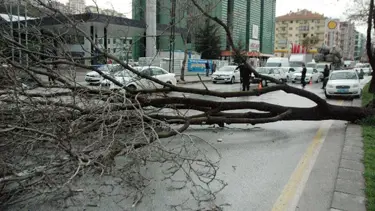 Yaya yoluna ağaç düştü: 1 yaralı