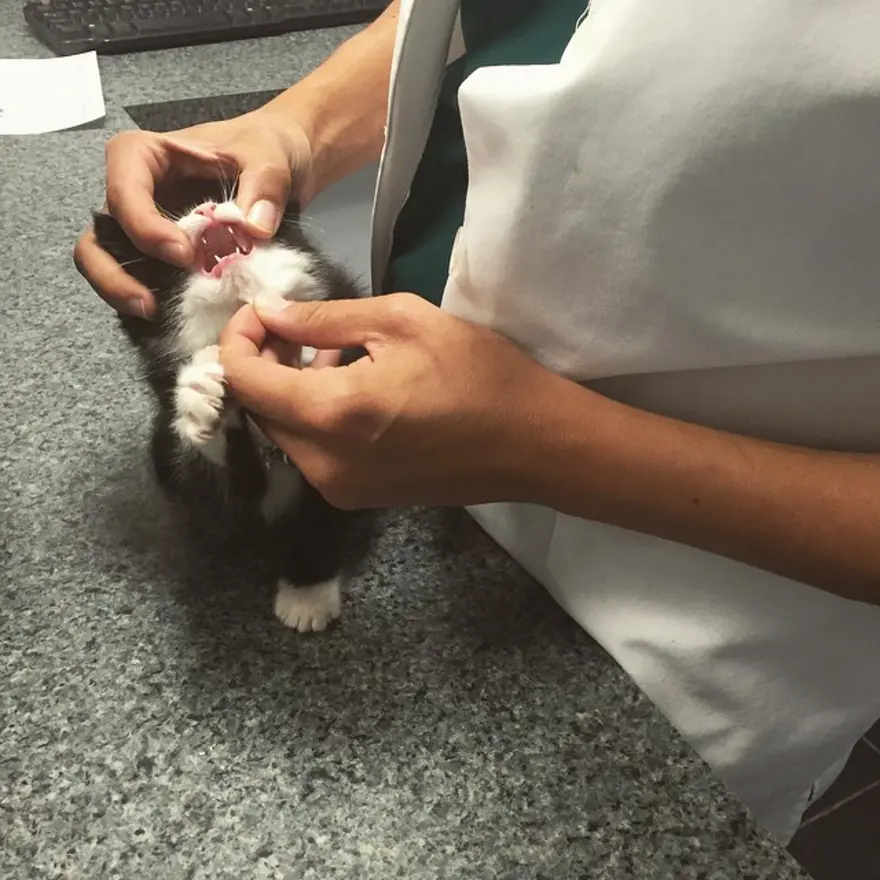 Hayatını kedileri kurtarmaya adadı 177