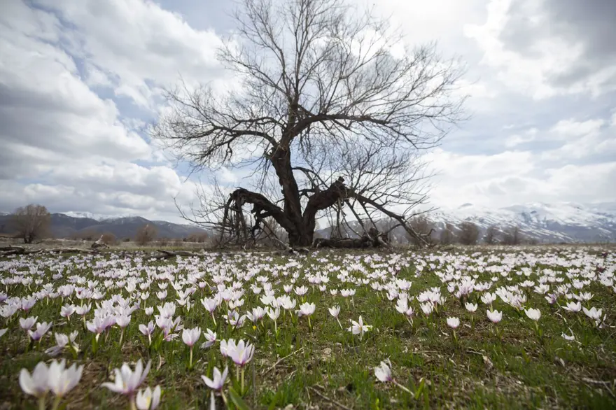 Tunceli'de baharın müjdecisi çiğdem ve nergisler çiçek açtı 1