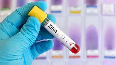 Canlı aşı, fareleri Zika virüsünden tamamen korudu