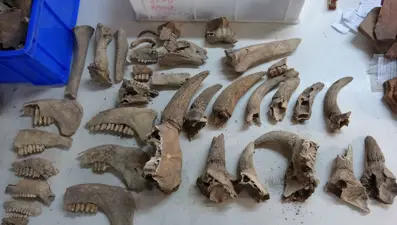 Assos'ta 1600 yıllık balık kılçığı ve pulları bulundu