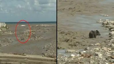 Karadeniz’in kıyısında kurtarılmayı bekliyor