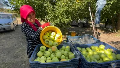 Elma diyarında hasat başladı: Kuraklık rekolteyi vurdu