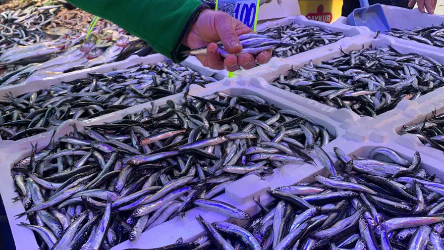 Soğuk hava balık tezgahlarına bolluk getirdi: Hamsi 100 liraya düştü! 5 Soğuk hava balık tezgahlarına bolluk getirdi: Hamsi 100 liraya düştü! 5