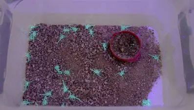 "1 gramının fiyatı altınla yarışıyor": Tesis kurdu, 4 ayda 4 bin yavru üretti