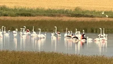 Çorum'da ilk kez flamingo görüldü
