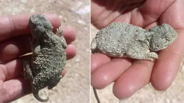 Bozkır keleri bu kez Tunceli'de görüldü