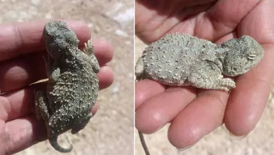 Bozkır keleri bu kez Tunceli'de görüldü