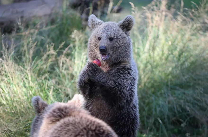 Türkiye'nin tek ayı barınağı Ovakorusu'nun maskotu oldular 12