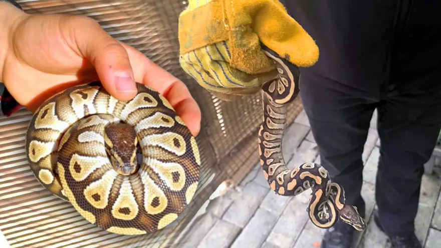 Asayiş uygulamasında ilginç an: Cebinden piton çıktı! 