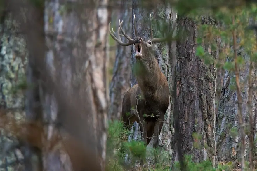 25 gün boyunca kamp kurup kızıl geyiklerin peşinde koştu 6 25 gün boyunca kamp kurup kızıl geyiklerin peşinde koştu 6