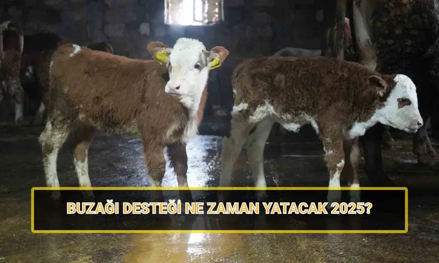 Buzağı desteği ödemeleri 2025: 1. dönem buzağı yardımı ödemeleri ne zaman yatacak? Buzağı desteği ödemeleri 2025: 1. dönem buzağı yardımı ödemeleri ne zaman yatacak?