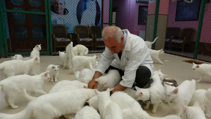 Tehlike ortadan kalktı: Van kedileri için "kırmızı alarm" verilmişti 2 Tehlike ortadan kalktı: Van kedileri için "kırmızı alarm" verilmişti 2