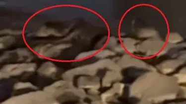 Nesilleri tükenmek üzere: Üç tanesi Diyarbakır'da görüntülendi