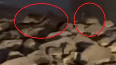 Nesilleri tükenmek üzere: Üç tanesi Diyarbakır'da görüntülendi