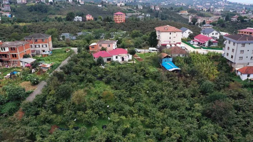 Fileler toplanıyor: Fındık hasadında son günler 3