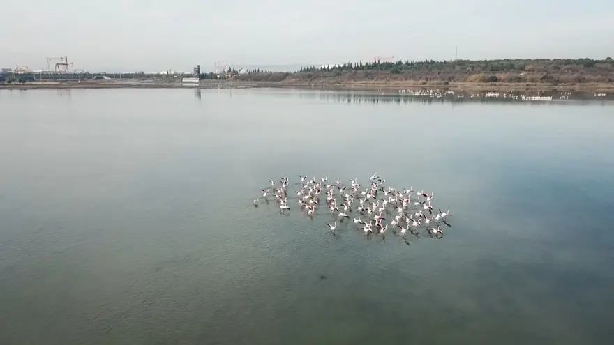 Hersek Lagünü'nde kuş türü sayısı 238'e yükseldi 11 Hersek Lagünü'nde kuş türü sayısı 238'e yükseldi 11